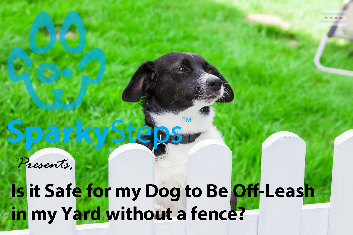 Keep dog in yard best sale without fence