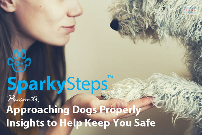Approaching Dogs Properly: Insights to Help Keep You Safe