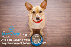 Are You Feeding Your Dog the Correct Amount of Food?