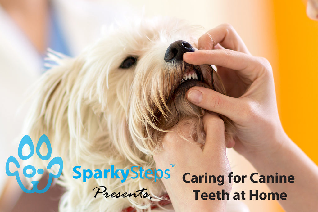Caring for Canine Teeth at Home