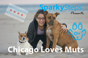 Chicago Loves Mutts: The City’s Top Dog Breeds
