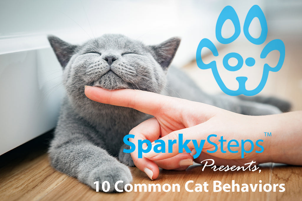 Is That Normal? 10 Common Cat Behaviors You Should Know About