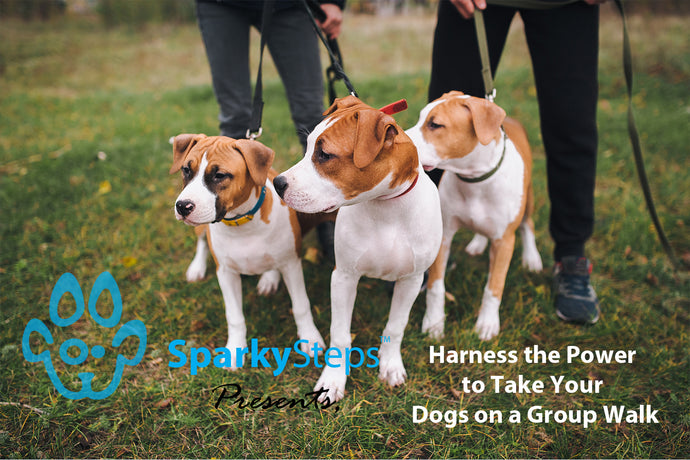 Harness the Power to Take Your Dogs on a Group Walk