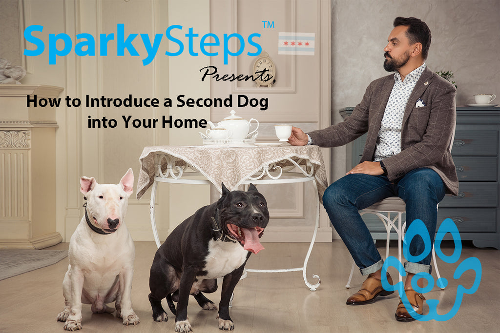 How to Introduce a Second Dog into Your Home