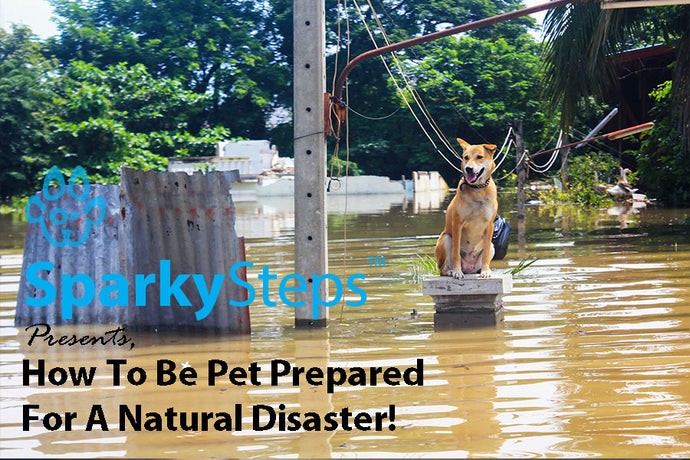 How to Be Pet Prepared for a Natural Disaster