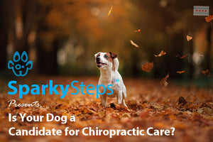 Is Your Dog a Candidate for Chiropractic Care?