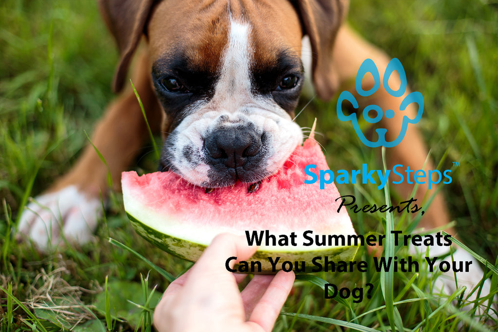 What Summer Treats Can You Share with Your Dog?