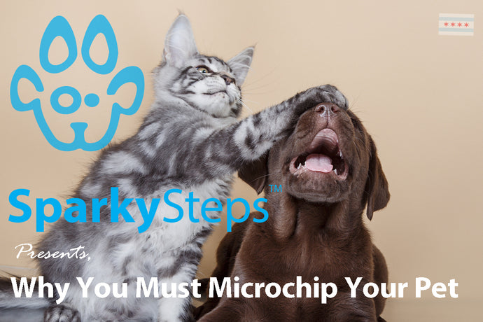 Why You Must Microchip Your Pet