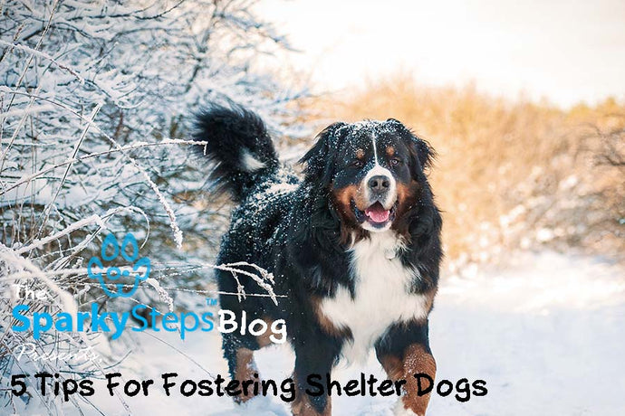 5 Tips For Fostering Shelter Dogs