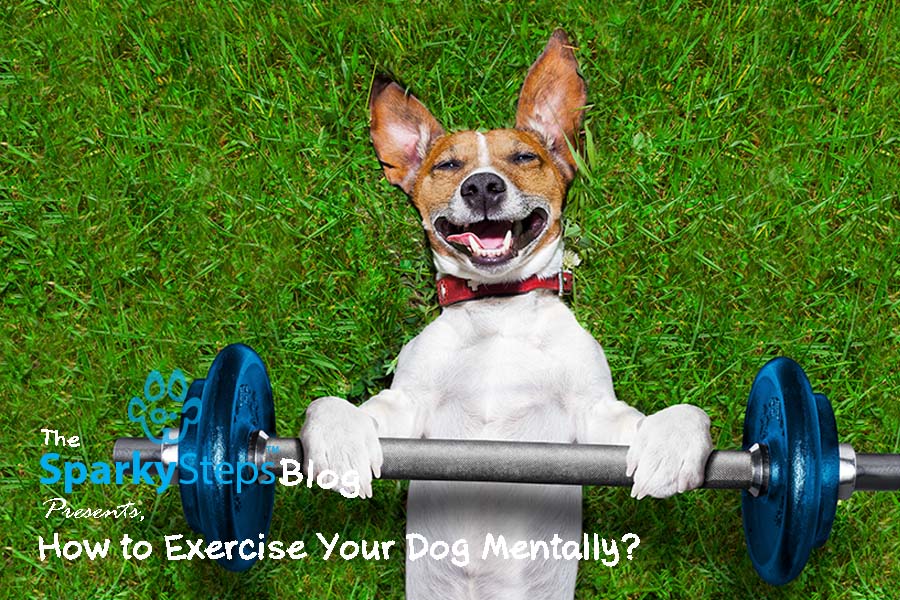 How to Exercise Your Dog Mentally, Not Just Physically Sparky Steps