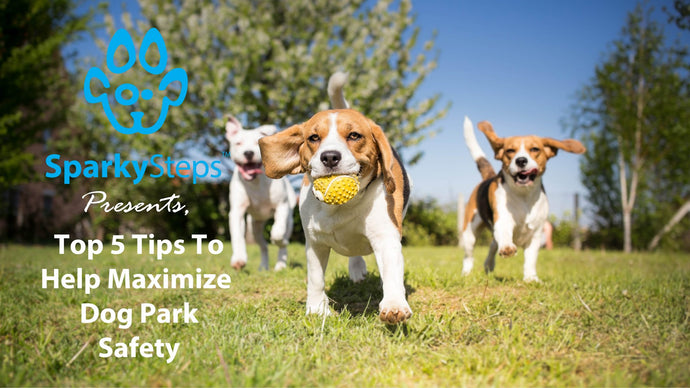 Top Five Tips to Help Maximize Dog Park Safety