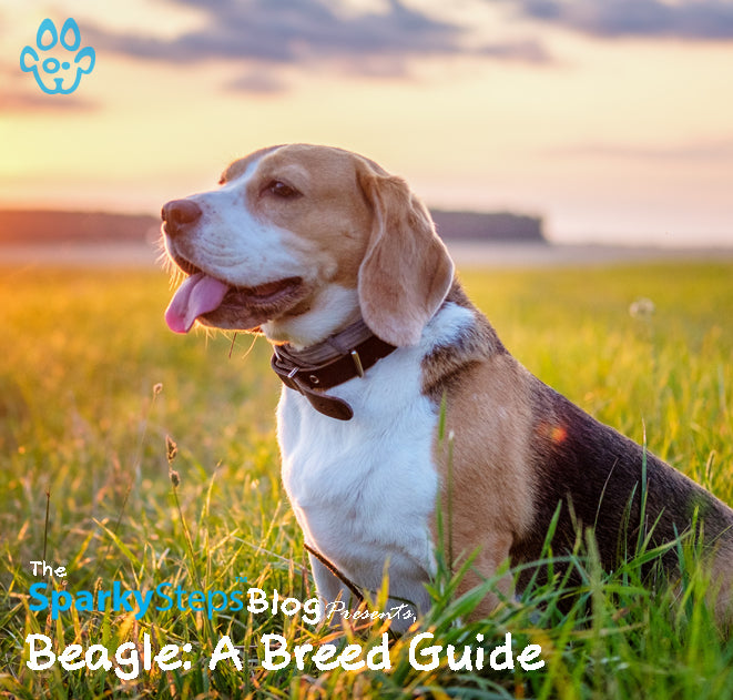 Beagle: A Breed Guide