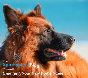 Changing Your New Dog’s Name