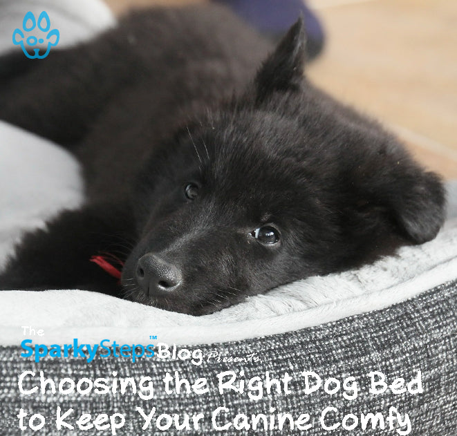 Choosing the Right Dog Bed to Keep Your Canine Comfy