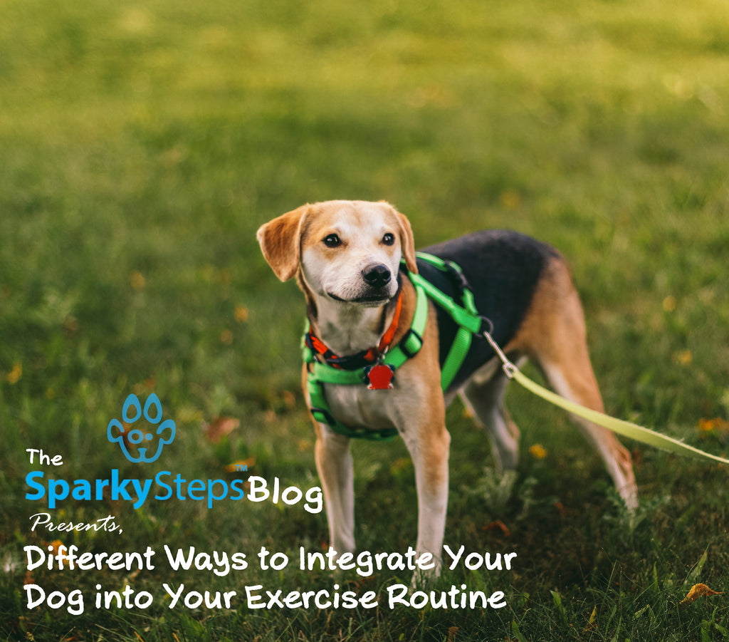 Different Ways to Integrate Your Dog into Your Exercise Routine