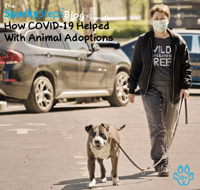 How COVID-19 Helped With Animal Adoptions