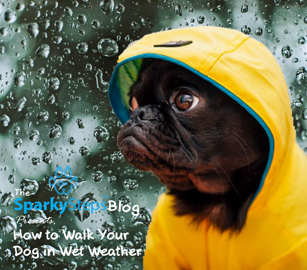 How to Walk Your Dog in Wet Weather