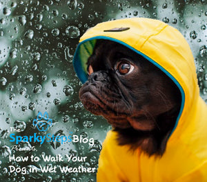 How to Walk Your Dog in Wet Weather