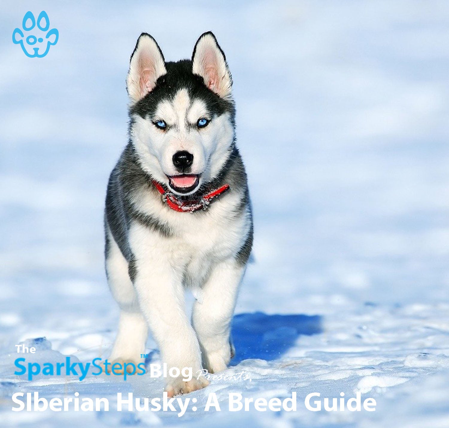 Husky puppy guide discount