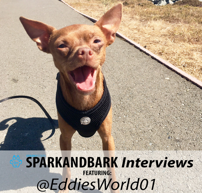 Interview With EddiesWorld01