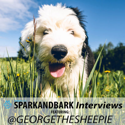 Interview With GeorgeTheSheepie