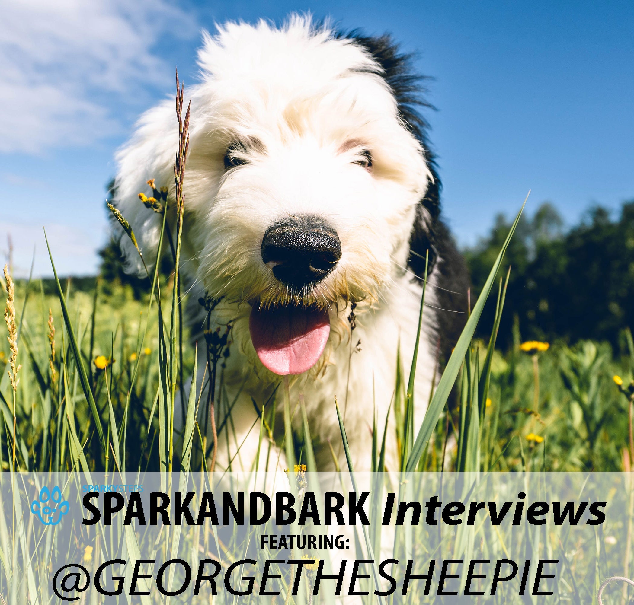 Article - Sparky Steps - SPARKandBARK INTERVIEWS - George The Sheepie