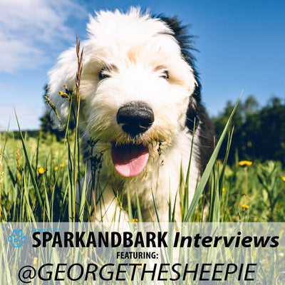 Interview With GeorgeTheSheepie