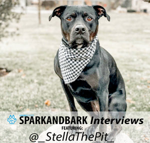 Interview With @_StellaThePit_