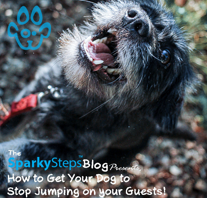 Curbing Enthusiasm: Get Your Dog to Stop Jumping on Your Guests