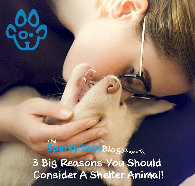 Three Reasons You Should Consider A Shelter Animal
