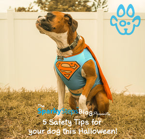 5 Safety Tips for your dog this Halloween