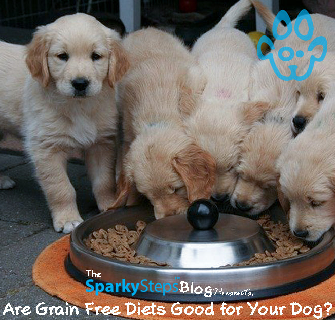 Are Grain Free Diets Good for Your Dog?