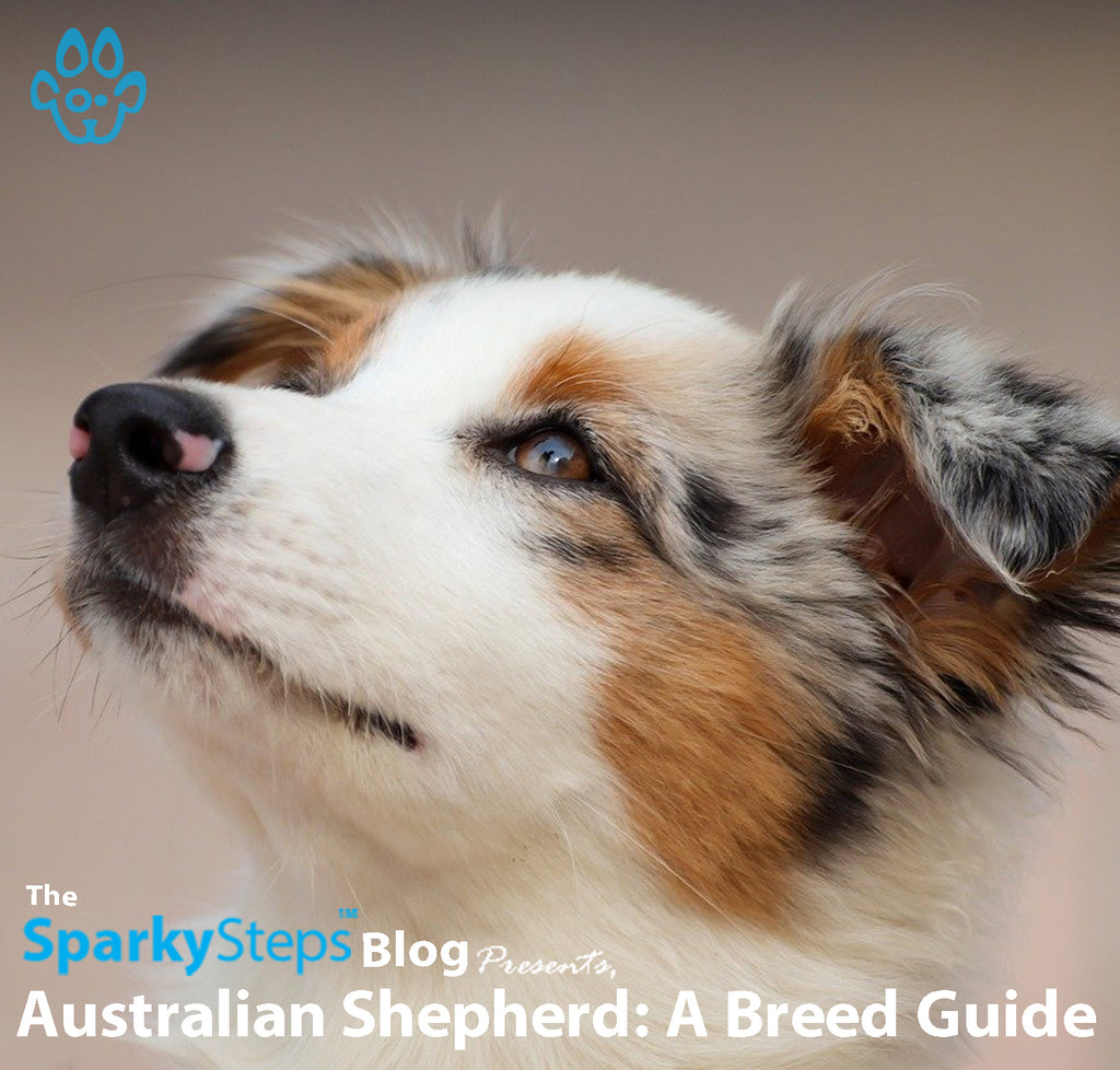 Australian Shepherd: A Breed Guide