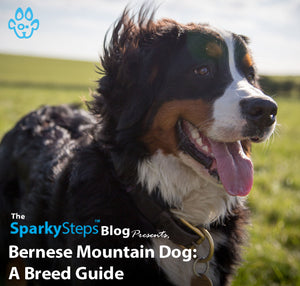 Bernese Mountain Dog: A Breed Guide