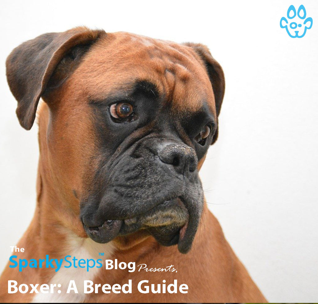 Boxer:  A Breed Guide