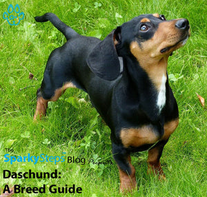 Dachshund Breed: A Breed Guide