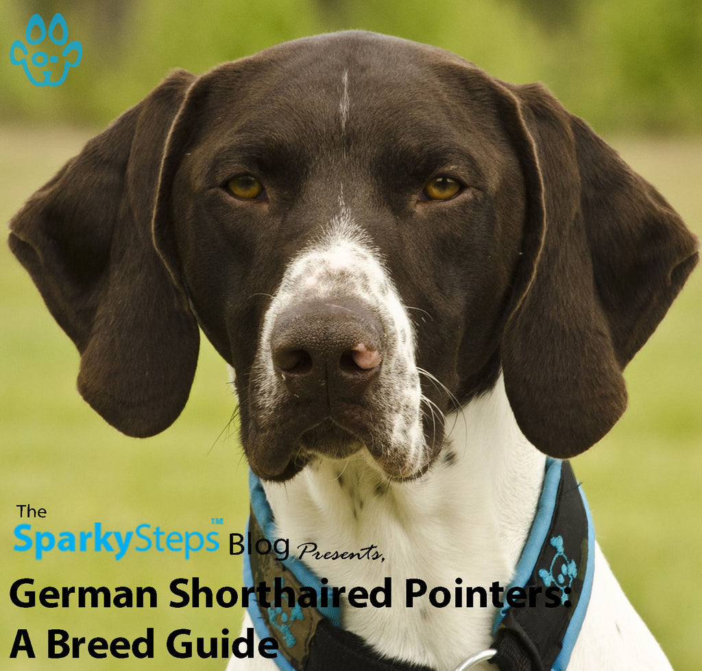 German Shorthaired Pointers: A Breed Guide