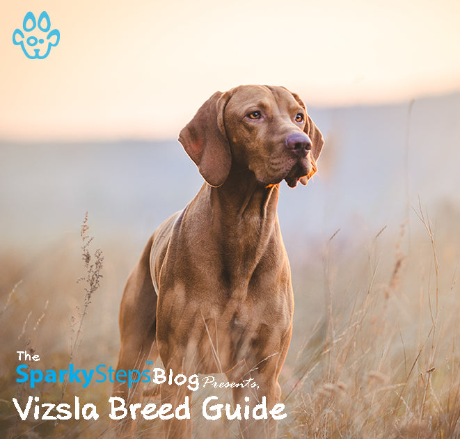 Getting to Know the Vizsla: A Breed Guide
