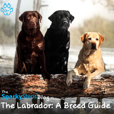 The Labrador: A Breed Guide