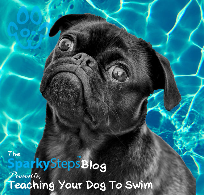 Teaching Your Dog to Swim