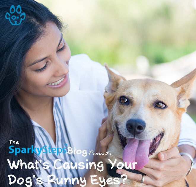 What’s Causing Your Dog’s Runny Eyes? Sparky Steps