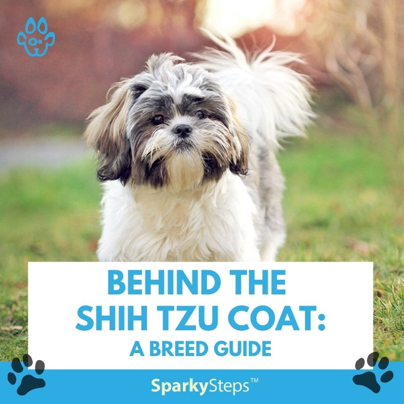 Behind the Shih Tzu Coat: A Breed Guide