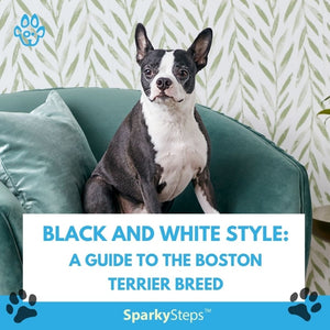 Black and White Style: A Guide to the Boston Terrier Breed