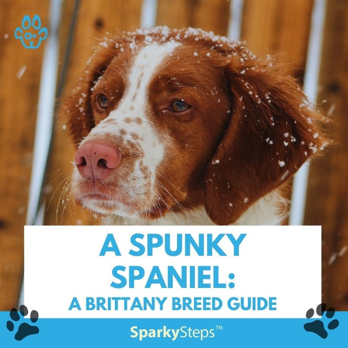 A Spunky Spaniel: A Brittany Breed Guide