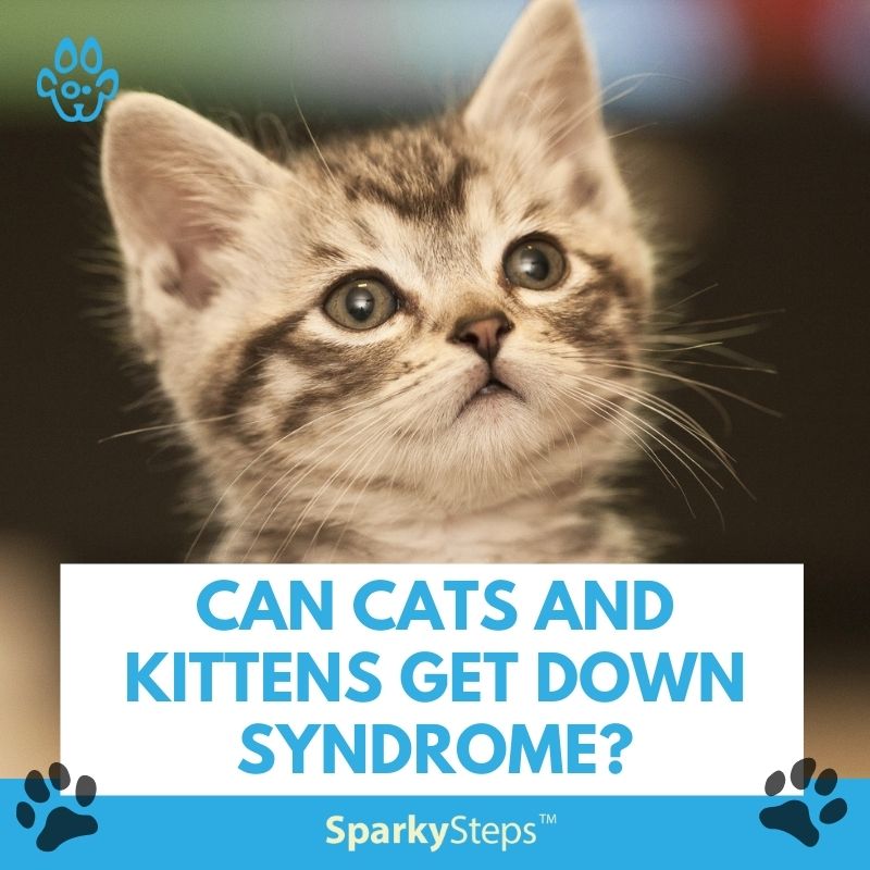 Down Syndrome-Like Symptoms in Cats
