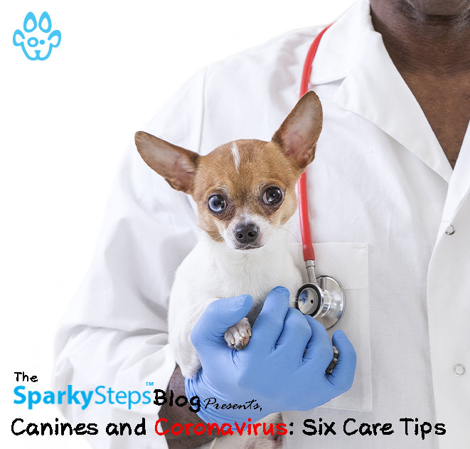 Canines and Coronavirus: Six Care Tips