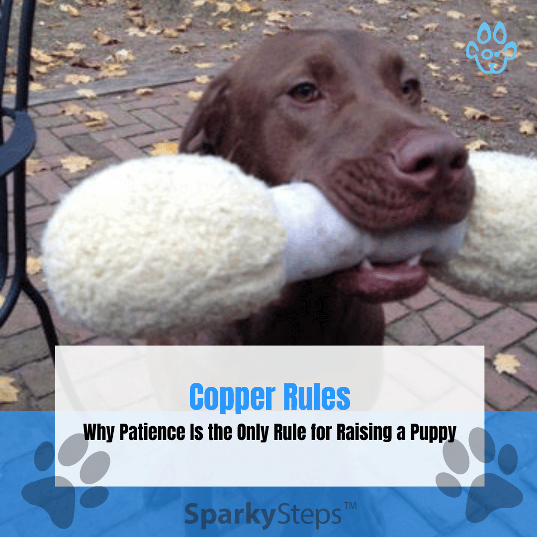 Life Lesson from Copper: Why Patience Is the Only Rule for Raising a Puppy