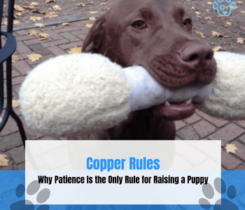 Life Lesson from Copper: Why Patience Is the Only Rule for Raising a Puppy