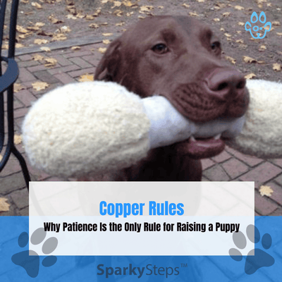 Life Lesson from Copper: Why Patience Is the Only Rule for Raising a Puppy