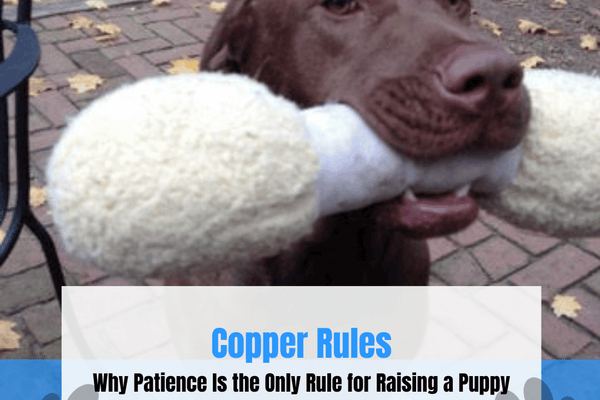Life Lesson from Copper: Why Patience Is the Only Rule for Raising a Puppy